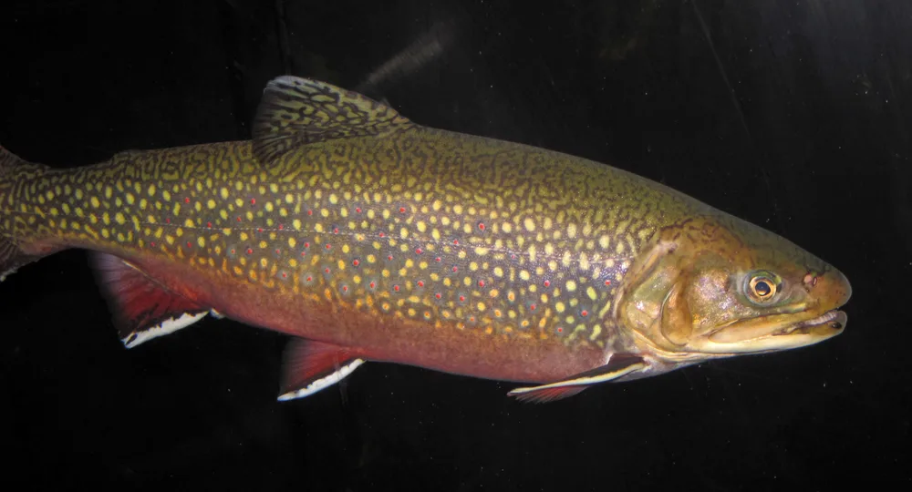 Brook Trout