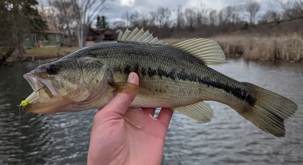 Largemouth Bass